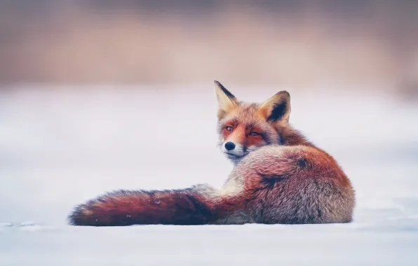 Картинка зима, снег, лиса, fox