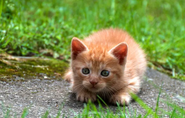 Картинка кошка, трава, взгляд, природа, поза, малыш, мордочка, лежит
