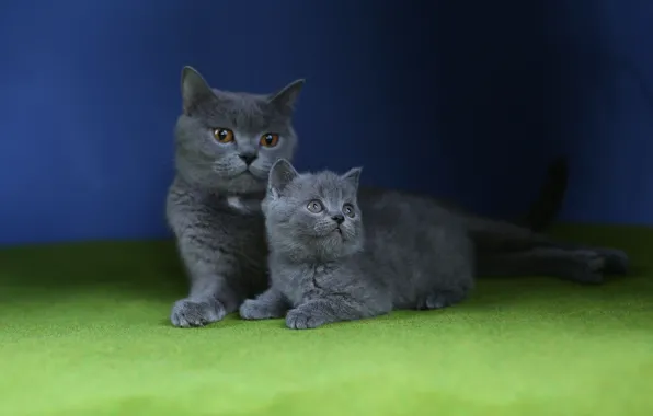 Кошки, котенок, мама, синий фон, британские