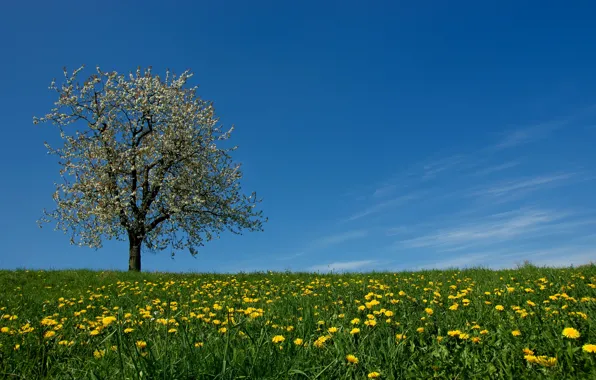 Небо, трава, цветы, дерево, весна, луг, одуванчики