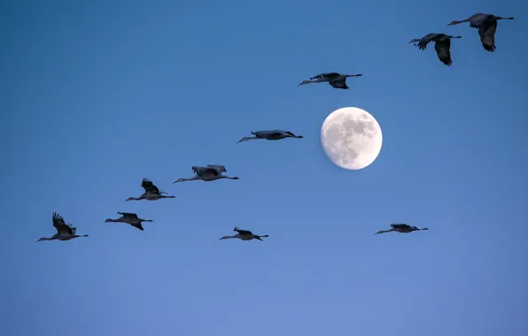 Картинка небо, птицы, луна