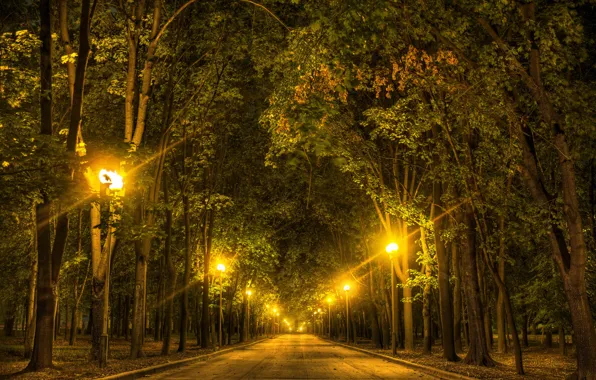 Деревья, ночь, огни, парк, фонари, Москва, Россия, аллея