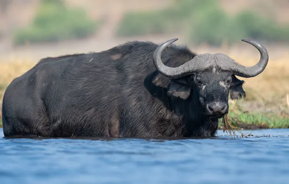 Взгляд, морда, река, берег, купание, рога, водоем, бык