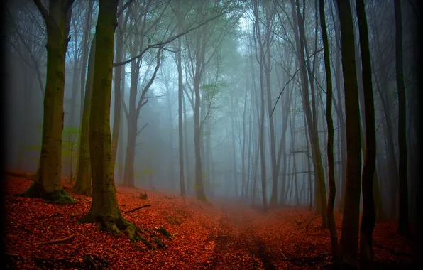Осень, лес, природа, магия, дымка