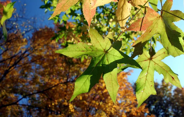 Осень, листья, деревья, листва, Природа, Лес, Парк, wallpapers