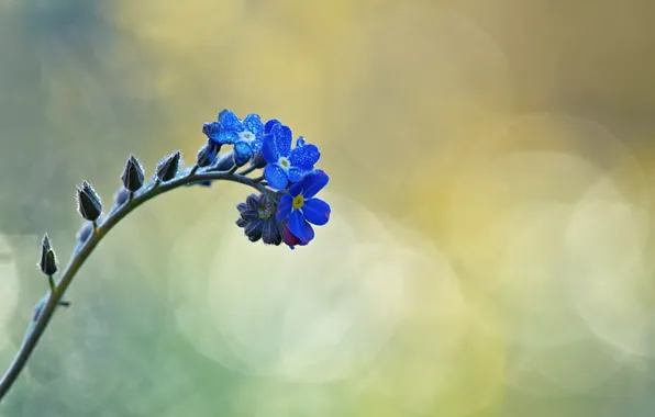 Цветок, капли, ветка, бутоны, flower, боке, bokeh, drops