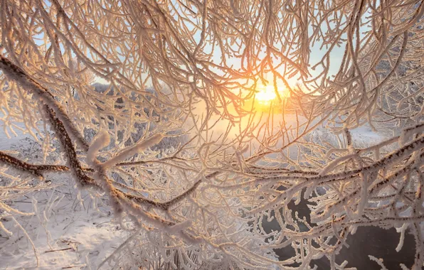 Картинка зима, иней, ветки, река, рассвет, утро, Санкт-Петербург, Россия