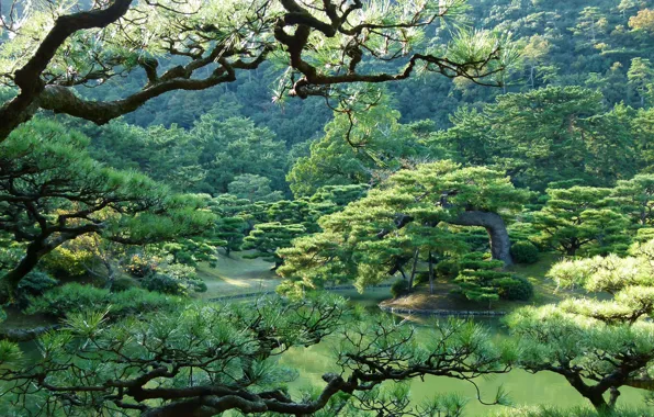 Фото, Природа, Деревья, Япония, Парк, Takamatsu, Ritsurin garden