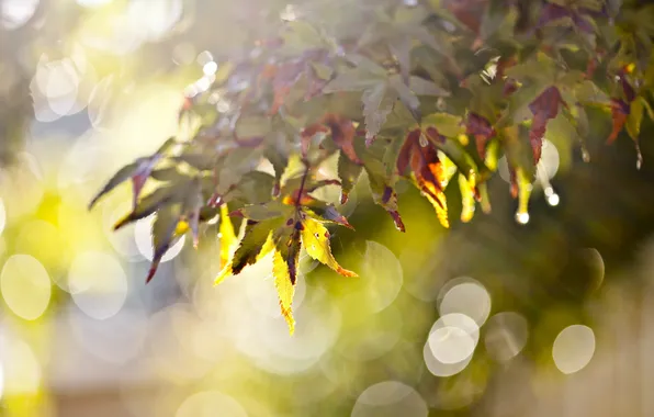 Листья, природа, фон