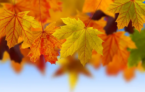 Осень, листья, макро, коллаж, клен