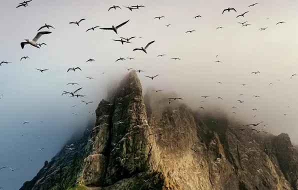 Птицы, скала, гора, Scotland, St. Kilda archipelago, Boreray Island