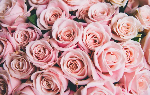 Картинка цветы, розы, розовые, бутоны, pink, flowers, romantic, roses