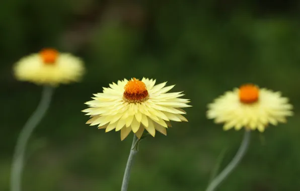 Цветы, стебли, лепестки, бутон, flowers, petals, bud, stalks