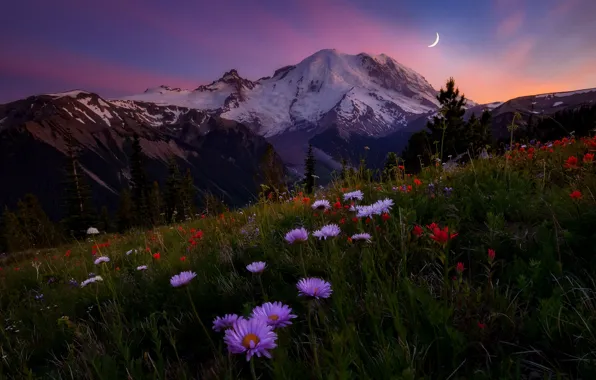 Небо, цветы, горы, вечер, луг, Doug Shearer, гора Rainier