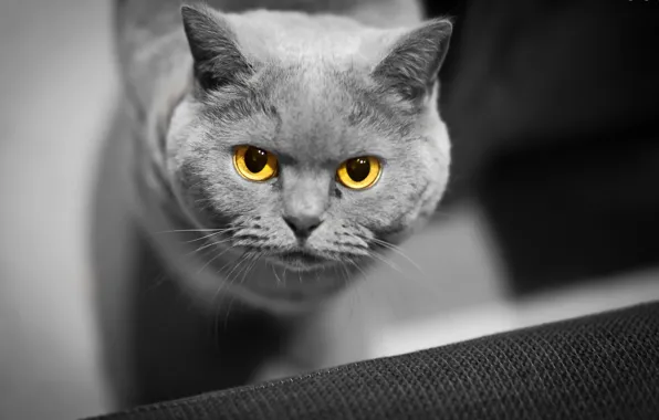 Картинка кошка, глаза, фон