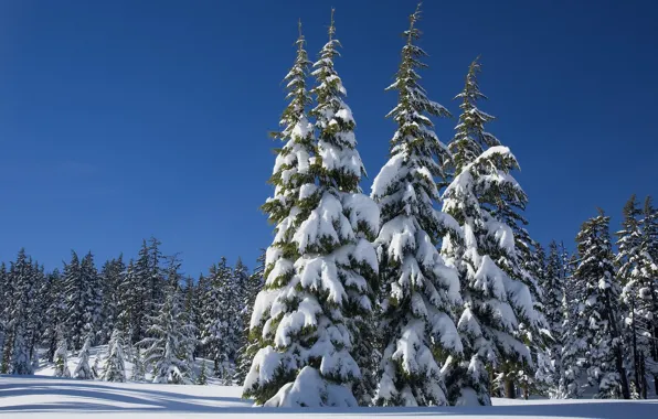 Зима, лес, небо, солнце, снег, деревья, сугробы