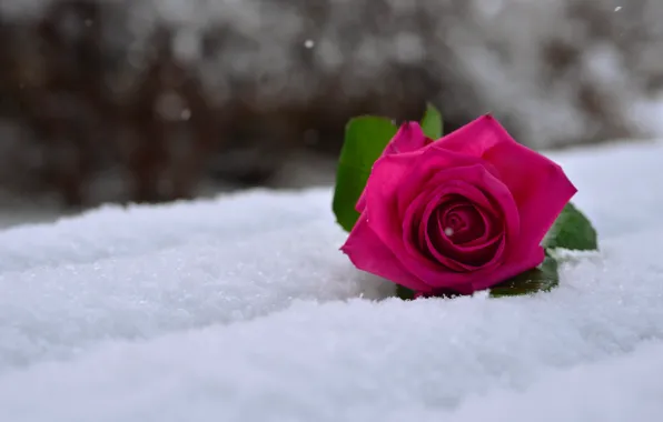Макро, снег, роза, роза на снегу