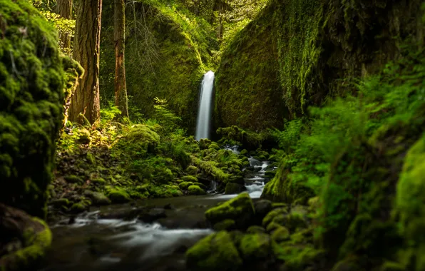 Лес, водопад, речка, Oregon, Ruckel Creek Falls