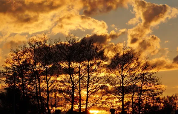 Sky, cloud, tree, sunser