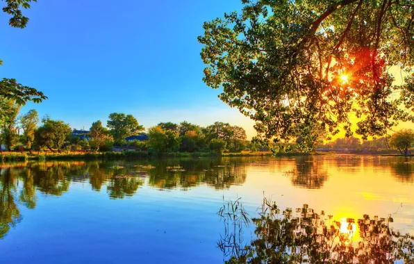 Картинка grass, water, cloud, tree, plant, horizon, bank, waterway