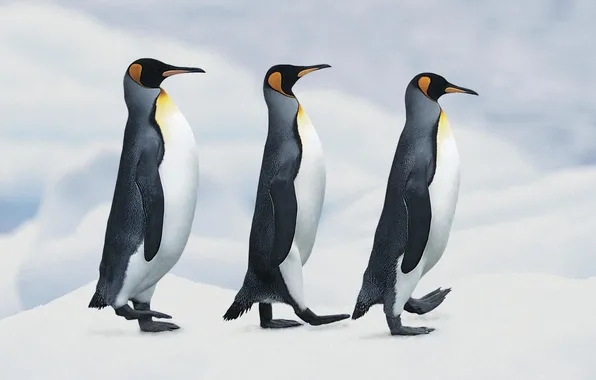Картинка снег, пингвины, императорские, шагают