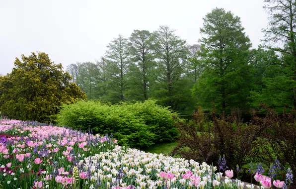 Картинка деревья, цветы, сад, тюльпаны, США, кусты, Pennsylvania, Longwood Gardens