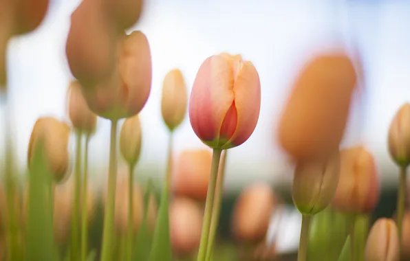 Картинка поле, весна, тюльпаны, много