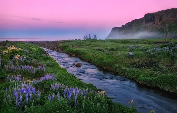 Цветы, горы, туман, берег, Midnight, Vik Beach