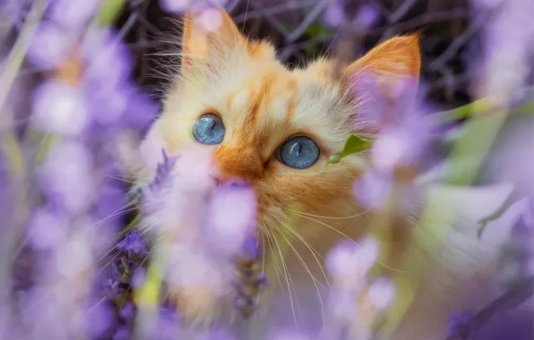 Кошка, лето, кот, взгляд, цветы, поза, портрет, сад