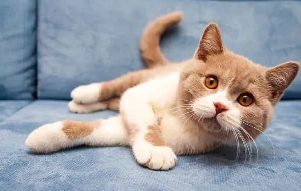 Кошка, взгляд, поза, котенок, диван, лежит, серый фон, мордашка