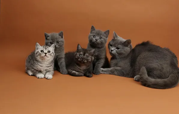 Кошка, кошки, котенок, фон, котята, малыши, мама, квартет