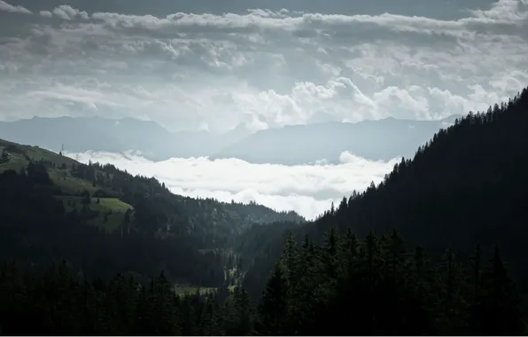 Картинка лес, облака, туман, холмы, вид, ель, хвойные