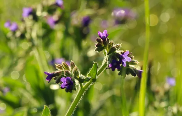 Blue, meadow, lower