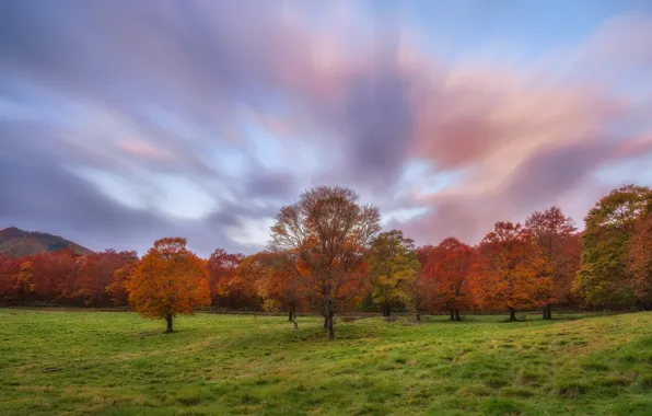 Картинка небо, трава, облака, деревья, поляна, Осень