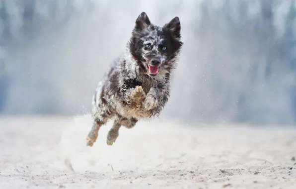 Картинка прыжок, собака, бег