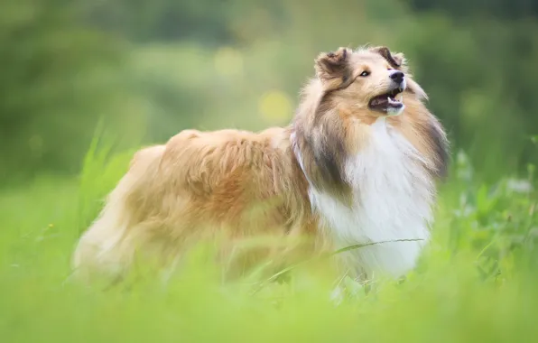 Картинка зелень, трава, взгляд, природа, поляна, собака, щенок, колли