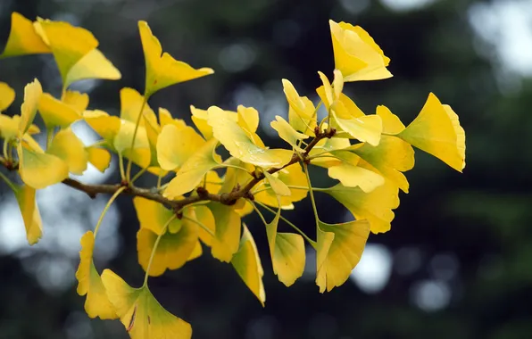 Листья, капли, жёлтый, ветка, гинкго