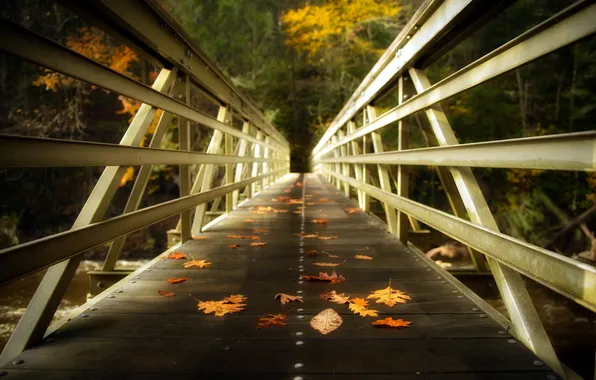 Картинка листья, мост, природа