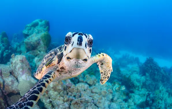 Картинка вода, черепаха, смотрит, под водой, риф