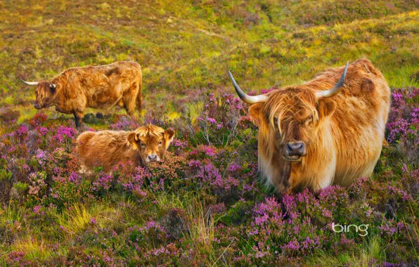 Картинка корова, Шотландия, остров Скай, вереск, теленок
