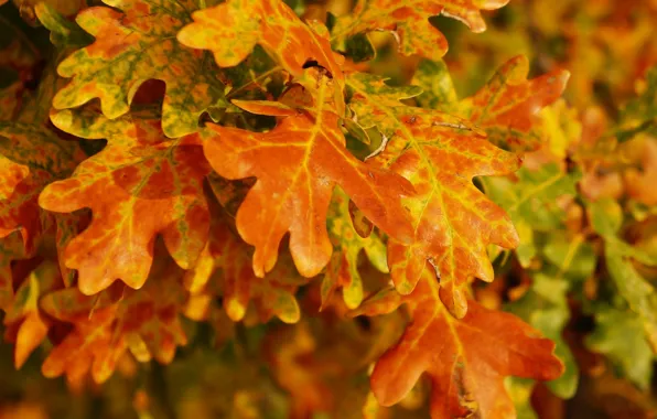 Autumn, leaf, fall, twig