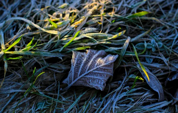 Leaf, cold, hoarfrost