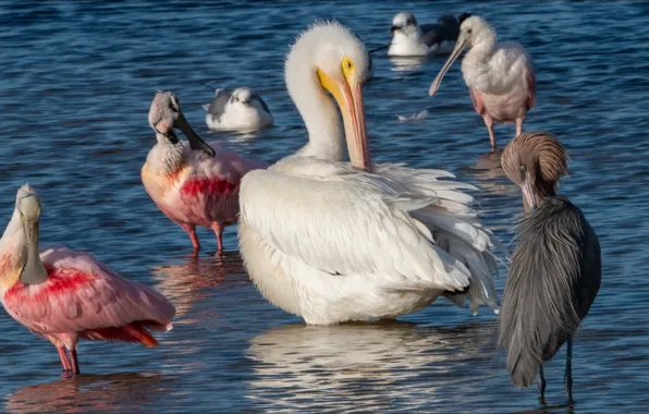Животные, птицы, природа, Nature, animals, birds, пеликаны