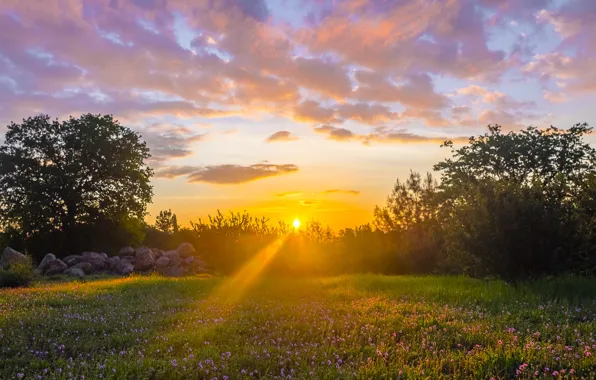 Картинка поле, солнце, лучи, деревья, цветы