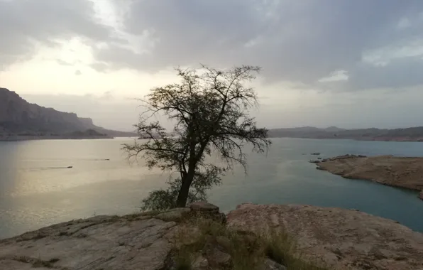 Light, Tree, water, one, low