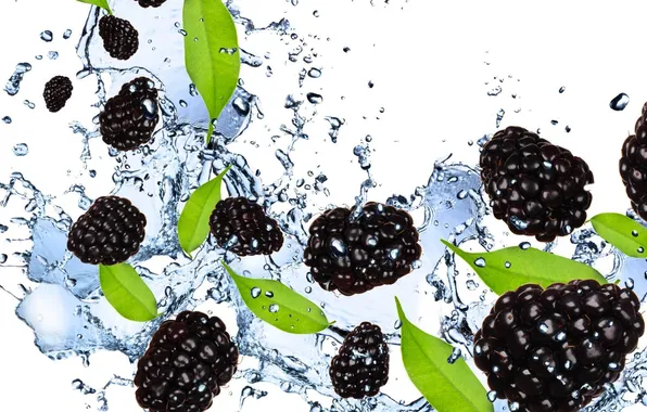 Картинка вода, брызги, ягоды, белый фон, ежевика, blackberry