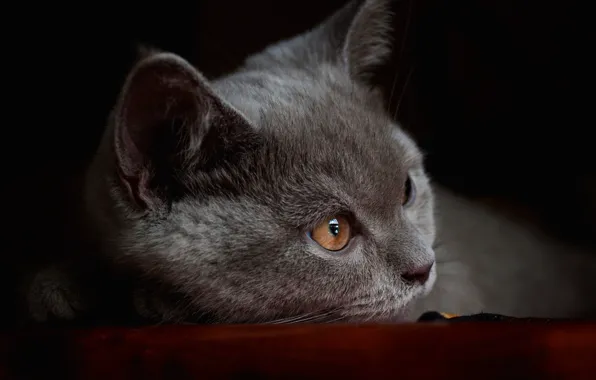 Кошка, взгляд, крупный план, поза, котенок, серый, портрет, мордочка