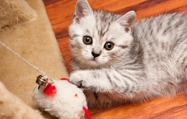 Кошка, взгляд, поза, котенок, серый, игрушка, игра, малыш