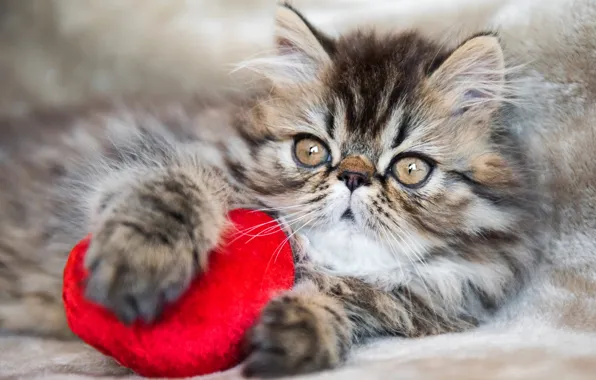 Кошка, взгляд, котенок, серый, игрушка, сердце, портрет, лапки