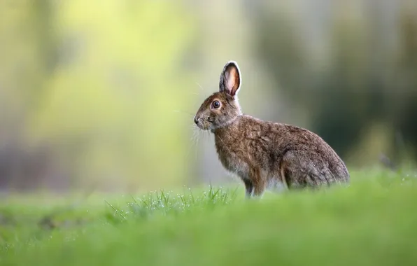 Картинка трава, взгляд, роса, серый, поляна, заяц, зайчик